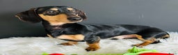 Miniature Dachshund dogs for stud: Black & Cream Smooth Stud  - Advert 3