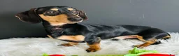 Miniature Dachshund dogs for stud: Black & Cream Smooth Stud  - Advert 2