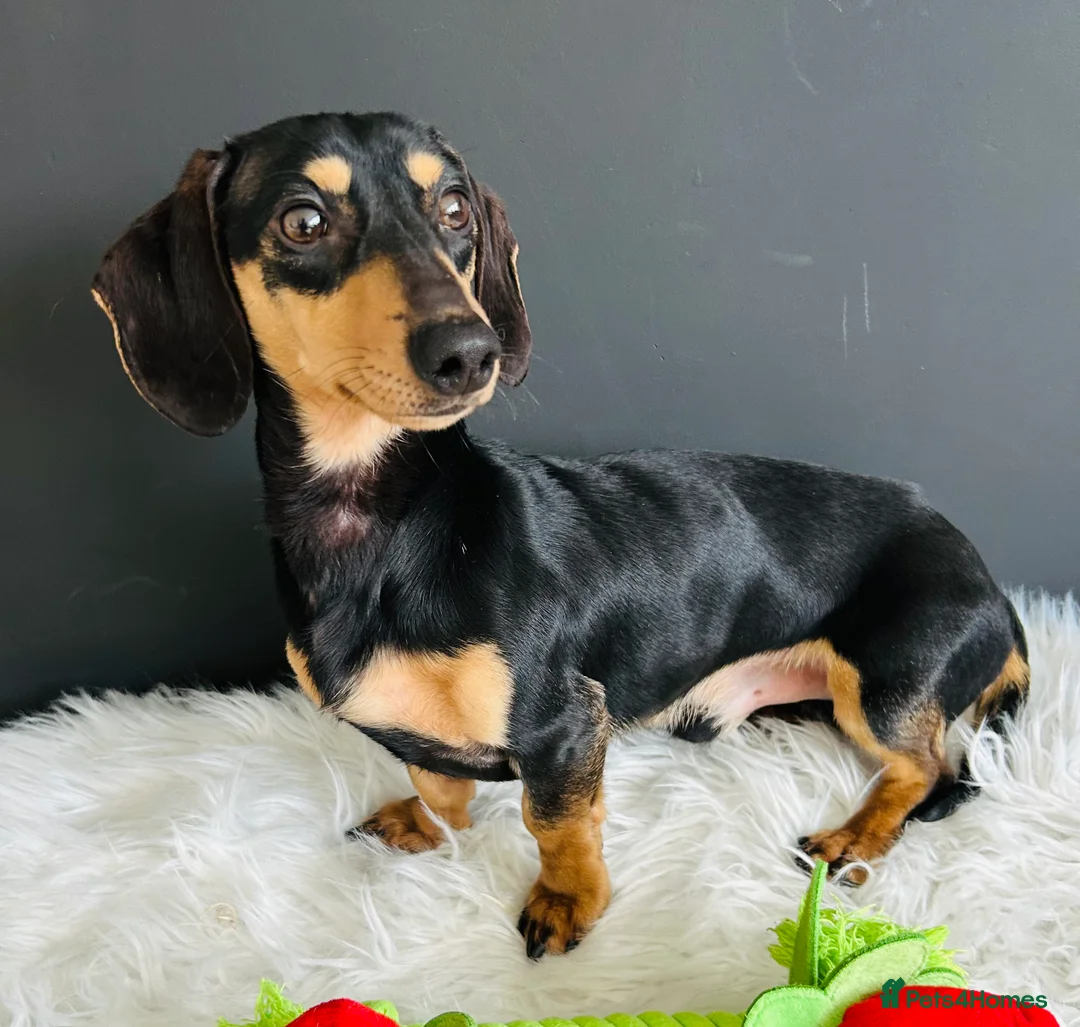 Miniature Dachshund dogs for stud: Black & Cream Smooth Stud  - Advert 2