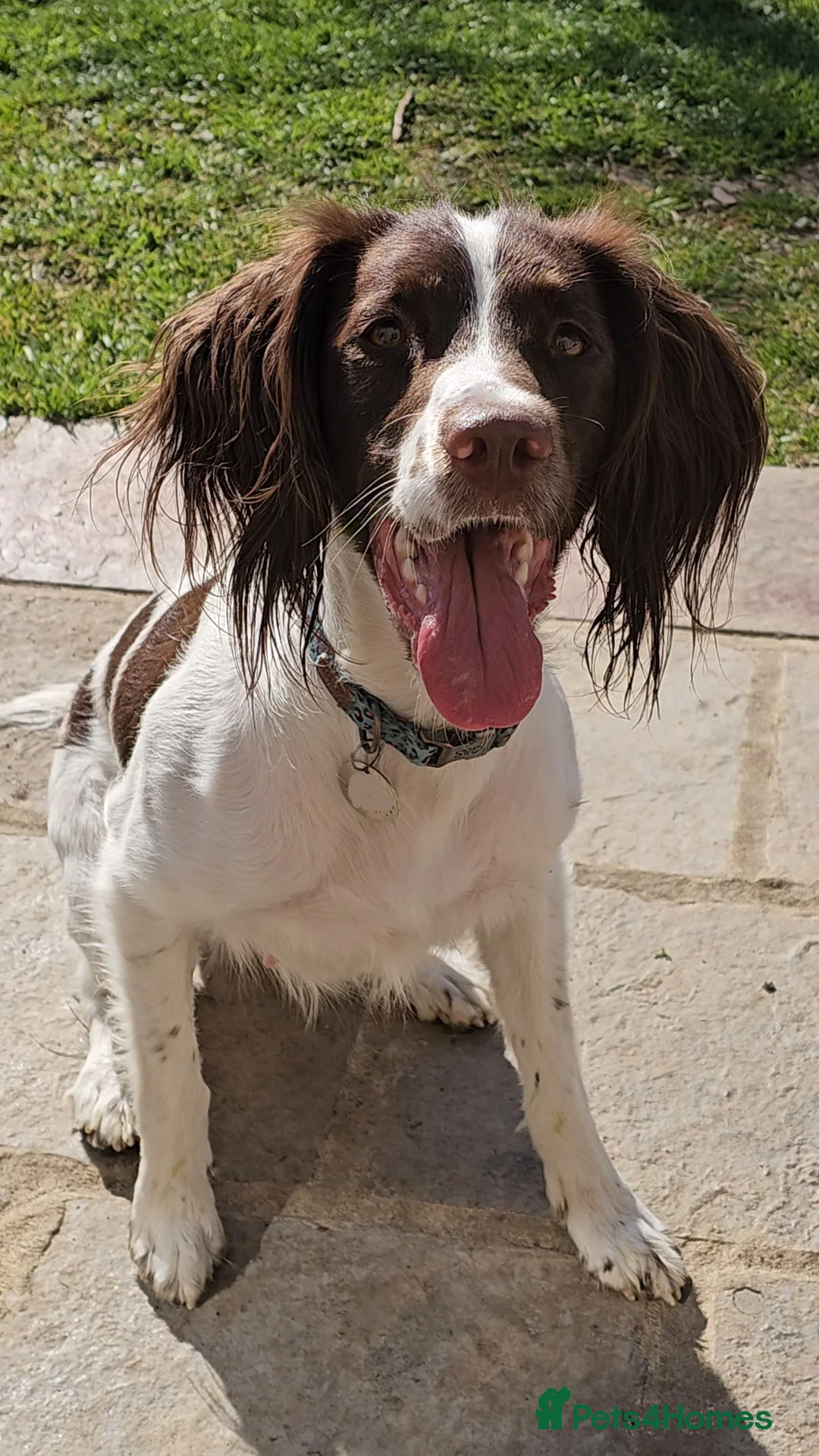 English Springer Spaniel dogs for sale: From DNA Health Tested English Springer Spaniels - Advert 2