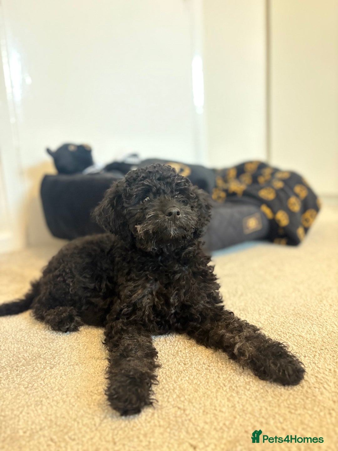 Cockapoo dogs for sale: Bonnie - Advert 8