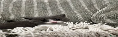 Bill