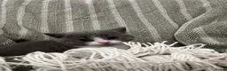 British Shorthair cats for sale: British short hair kittens  - Advert 15