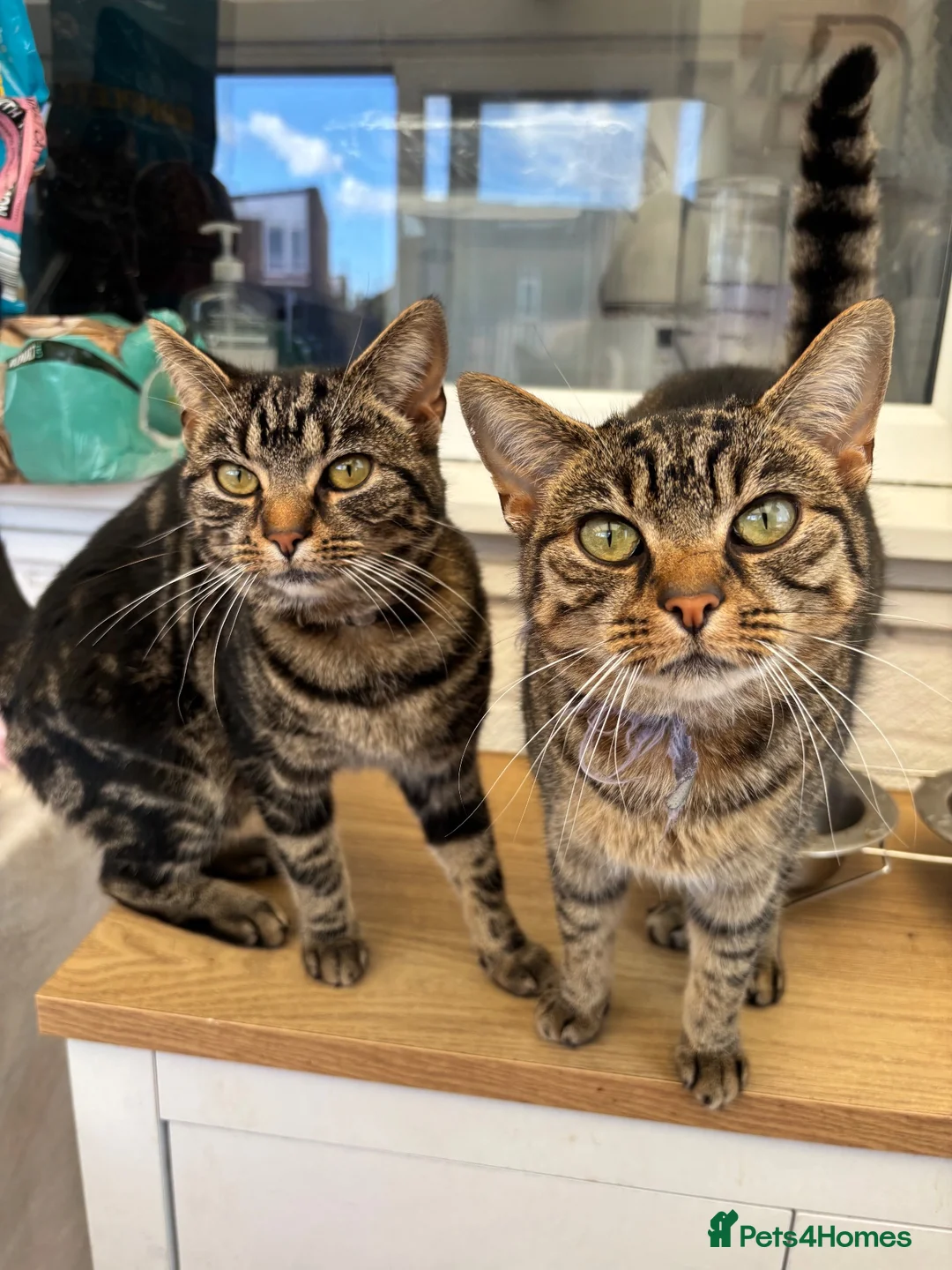 Mixed Breed cats for sale: Mum and daughter looking for home - Advert 1