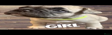 French Bulldog 1