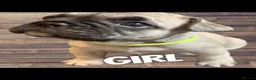 French Bulldog dogs for sale: Gorgeous French Bulldog puppies  in Crieff - Advert 6