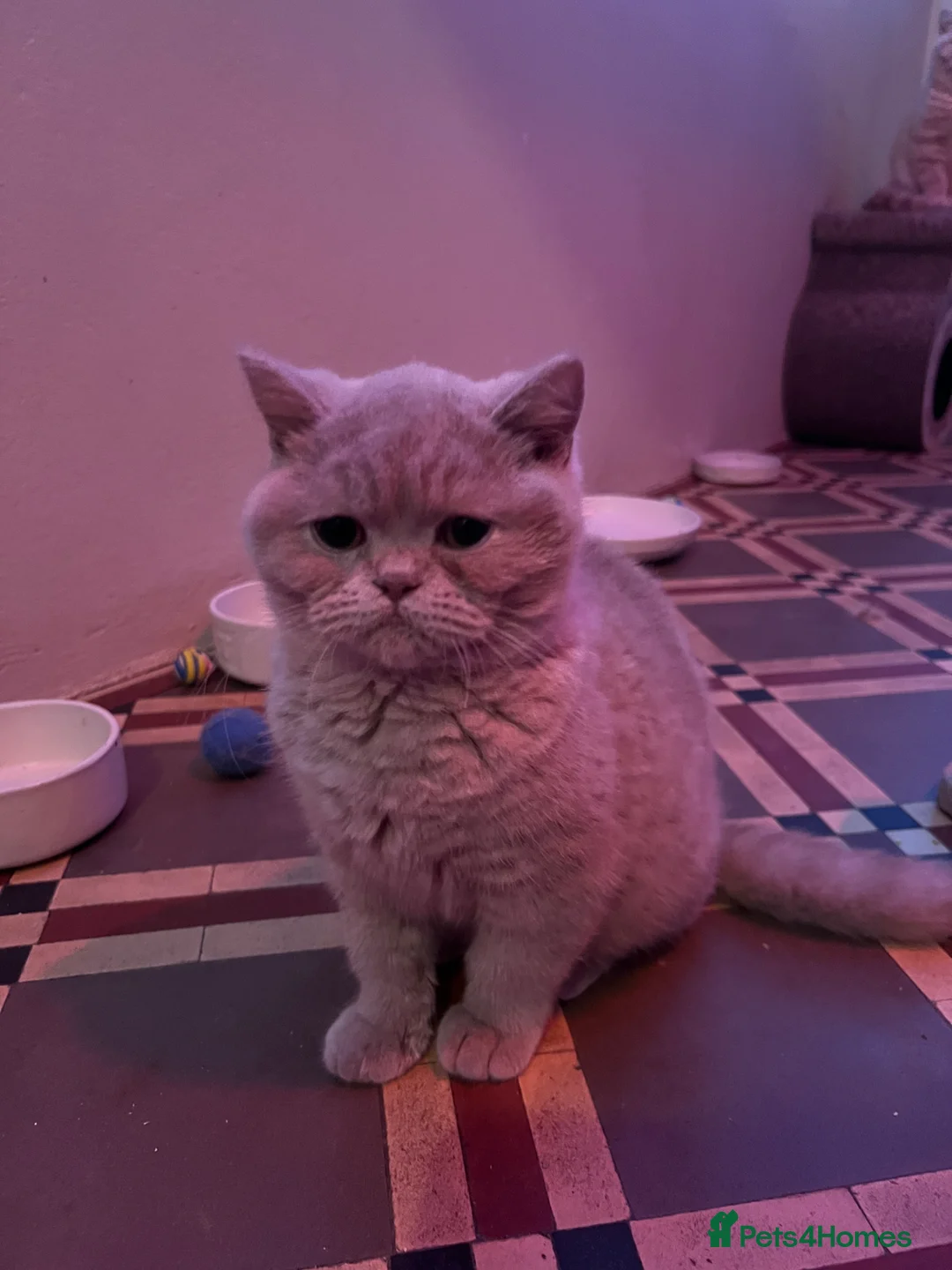 British Shorthair cats for sale: Beautiful Pedigree GCCF Registered – Ready Now! - Advert 7
