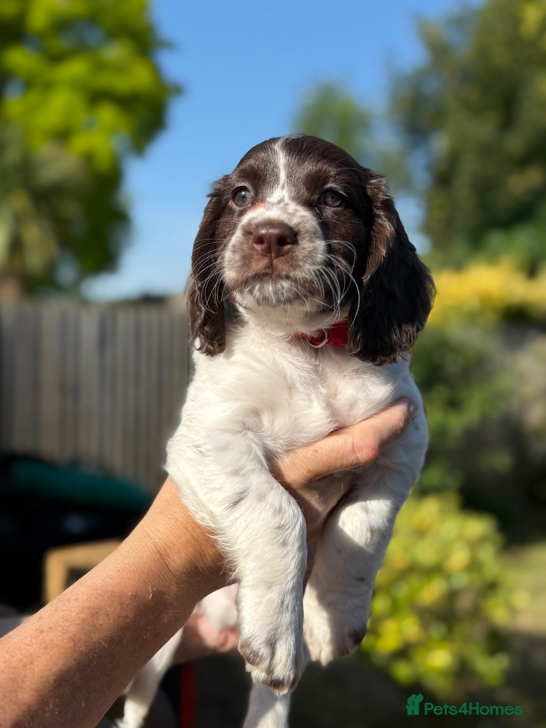 Cocker Spaniel dogs for sale: READY NOW-2 beautiful cocker spaniel boys left- - Image 2