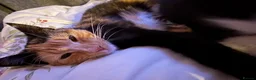 Mixed Breed cats for sale: Bandit cat and biscuit  - Advert 4