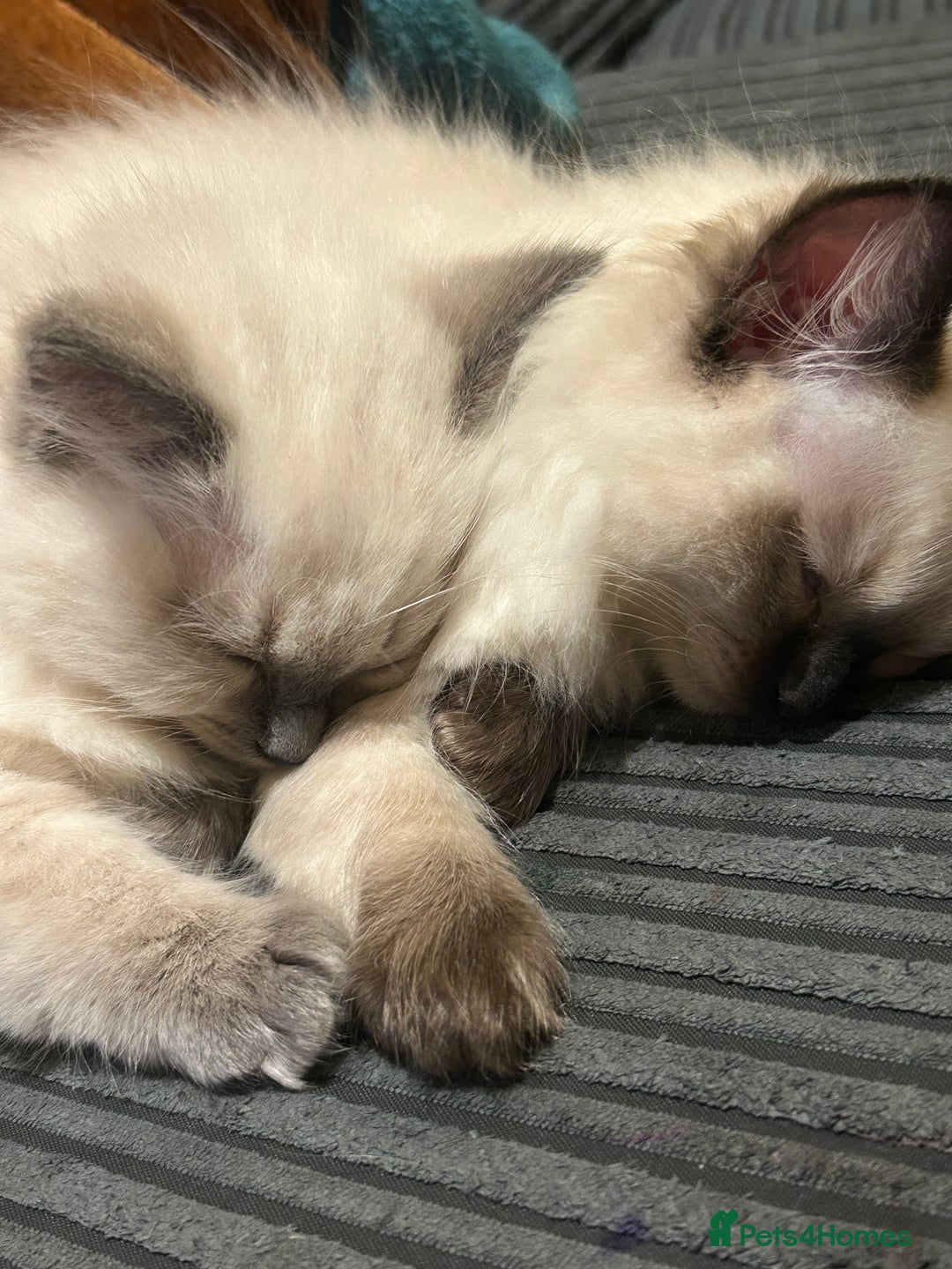 Ragdoll cats for sale: Ragdoll kittens - male - Advert 11