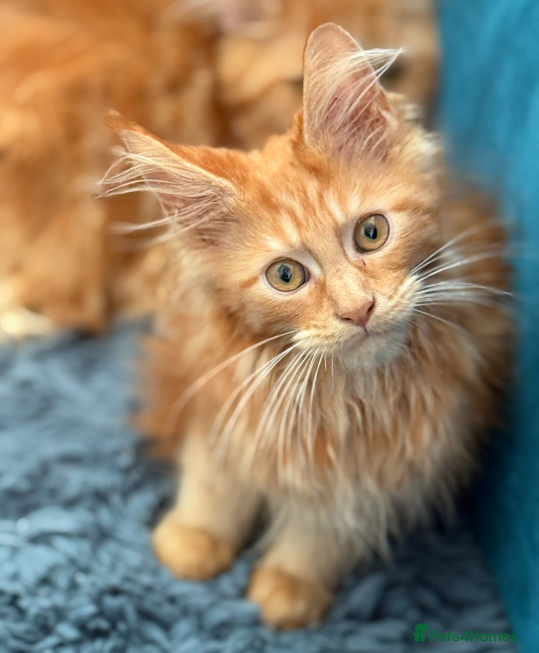 Maine Coon cats for sale: European Blood Lines GCCF Reg Main Coon Kittens  - Image 15