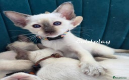 Oriental cats for sale: 8 supersoft GCCF registered Oriental kittens  - Image 18