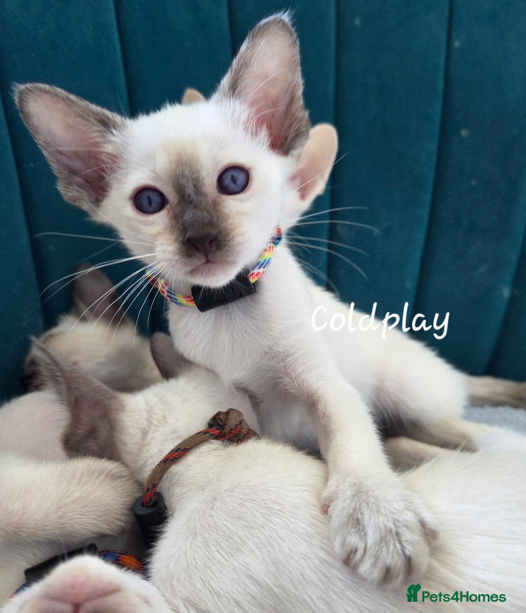 Oriental cats for sale: 8 supersoft GCCF registered Oriental kittens  - Image 18