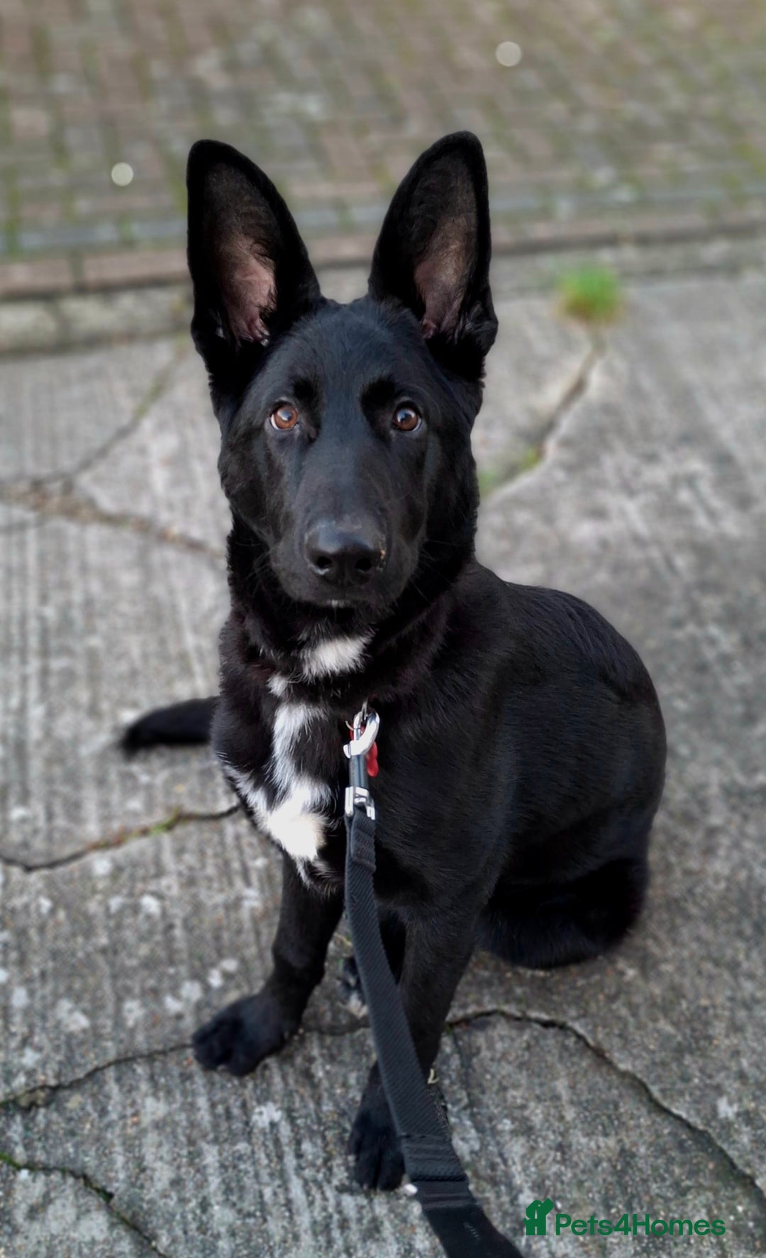 German Shepherd dogs for sale: German Shepherd KC Registered - Advert 8