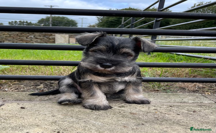 Miniature Schnauzer dogs - Advert 1