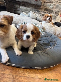 Cavalier King Charles Spaniel dogs Meet little Polly - Cavalier King Charles - Advert 1