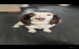 Cocker Spaniel dogs for sale: Working cocker spainel puppies  - Advert 38