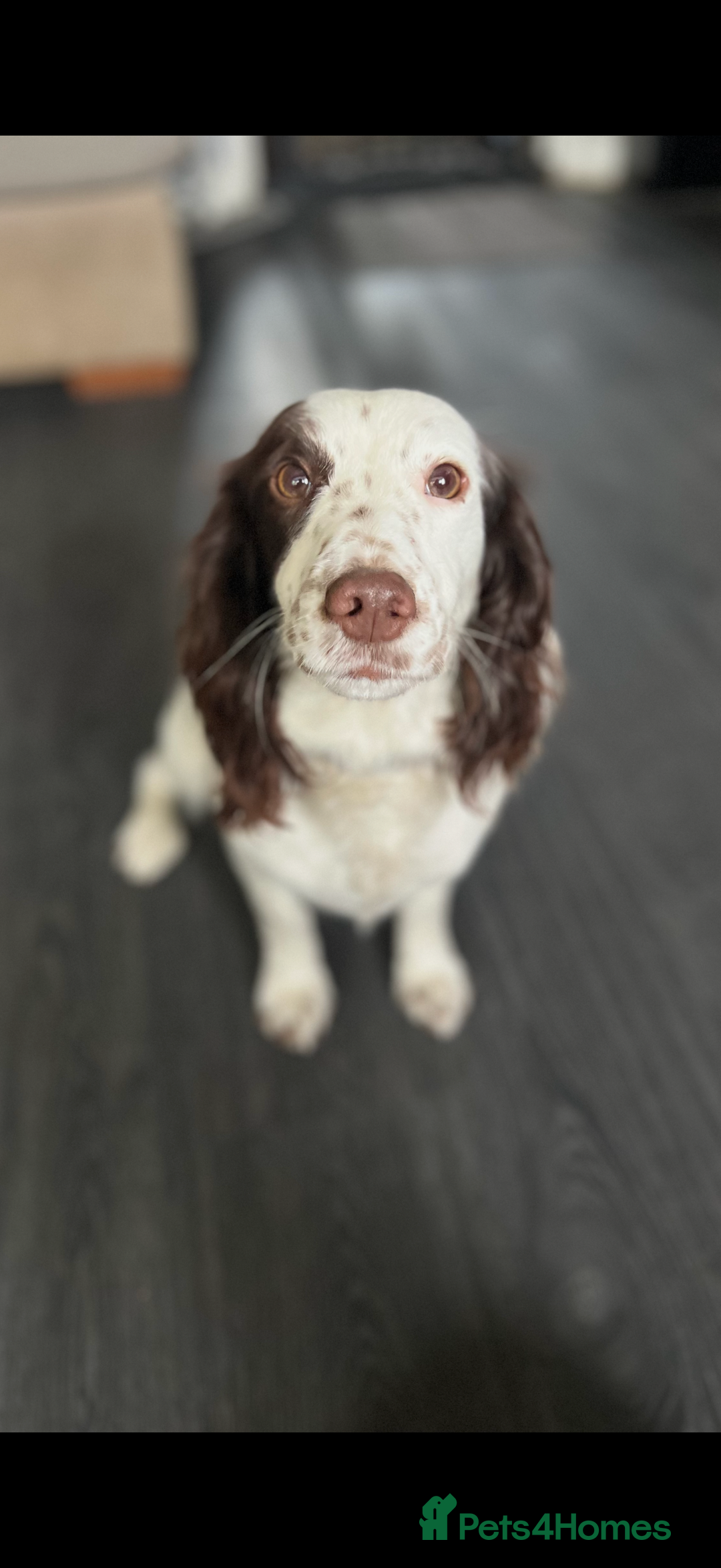 Cocker Spaniel dogs for sale: Working cocker spainel puppies  - Advert 38