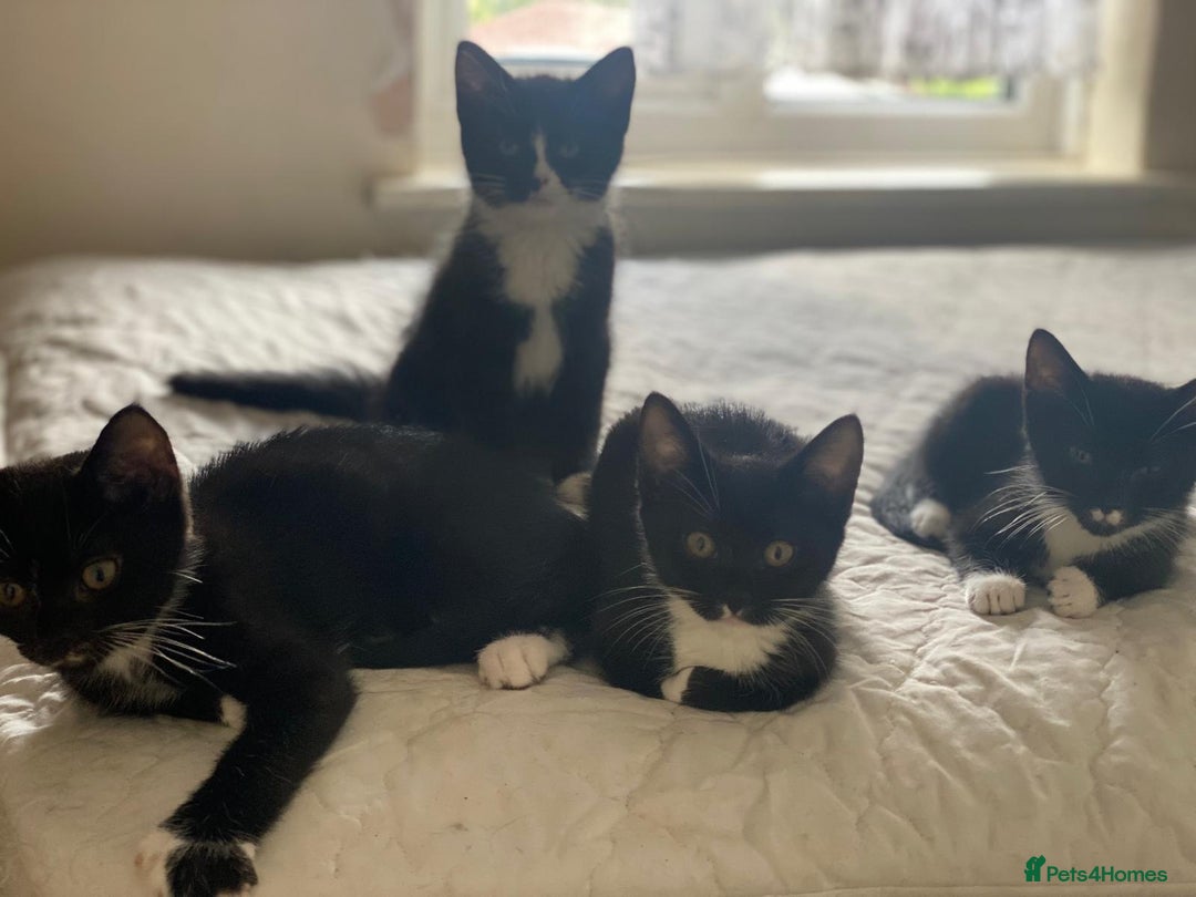 Domestic Shorthair cats for sale: 4 Playful Tuxedo Shorthair Black and White Kittens - Image 1