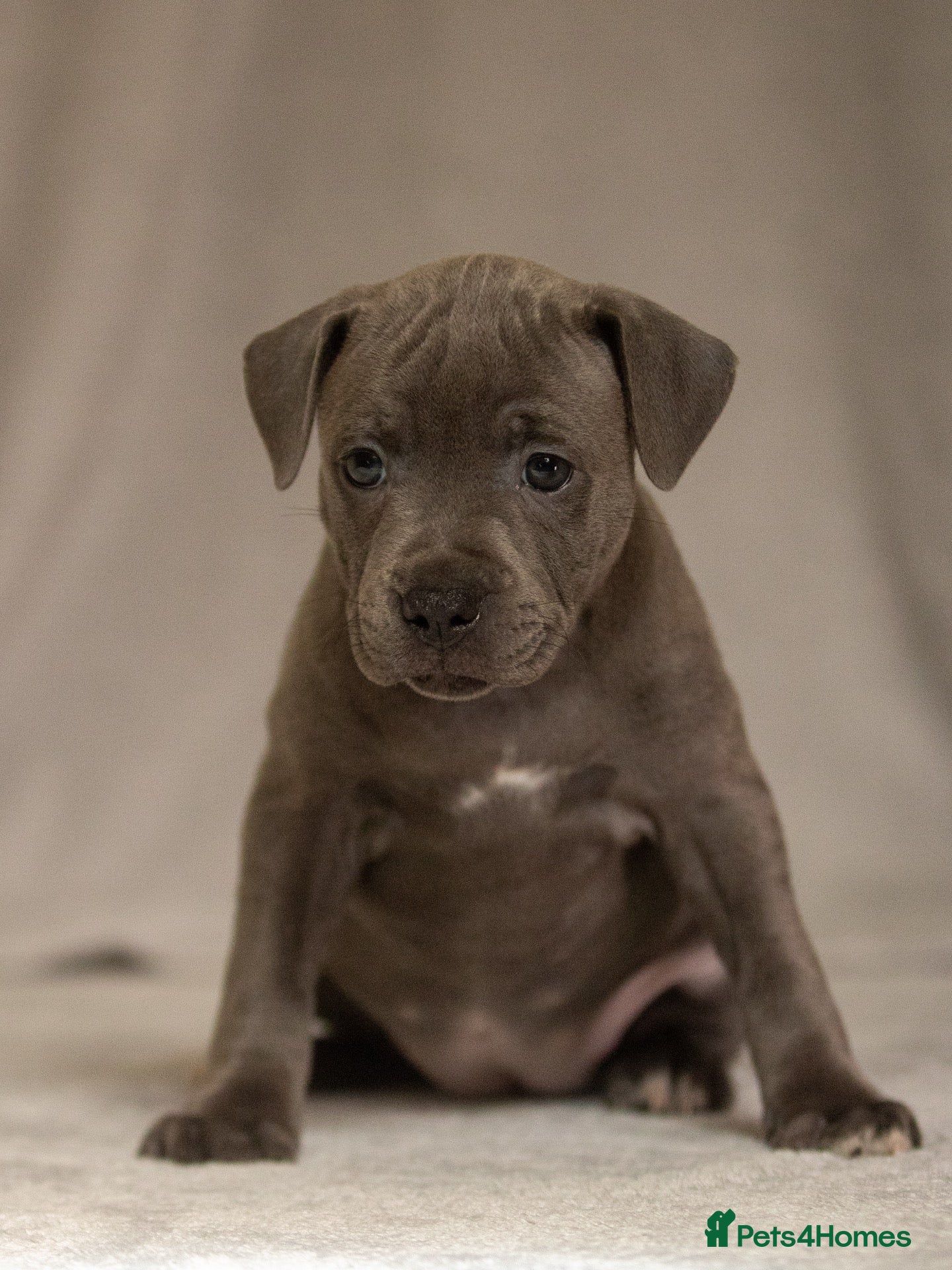Staffordshire Bull Terrier dogs 2 Blue Female Staffordshire pups!  - Advert 7