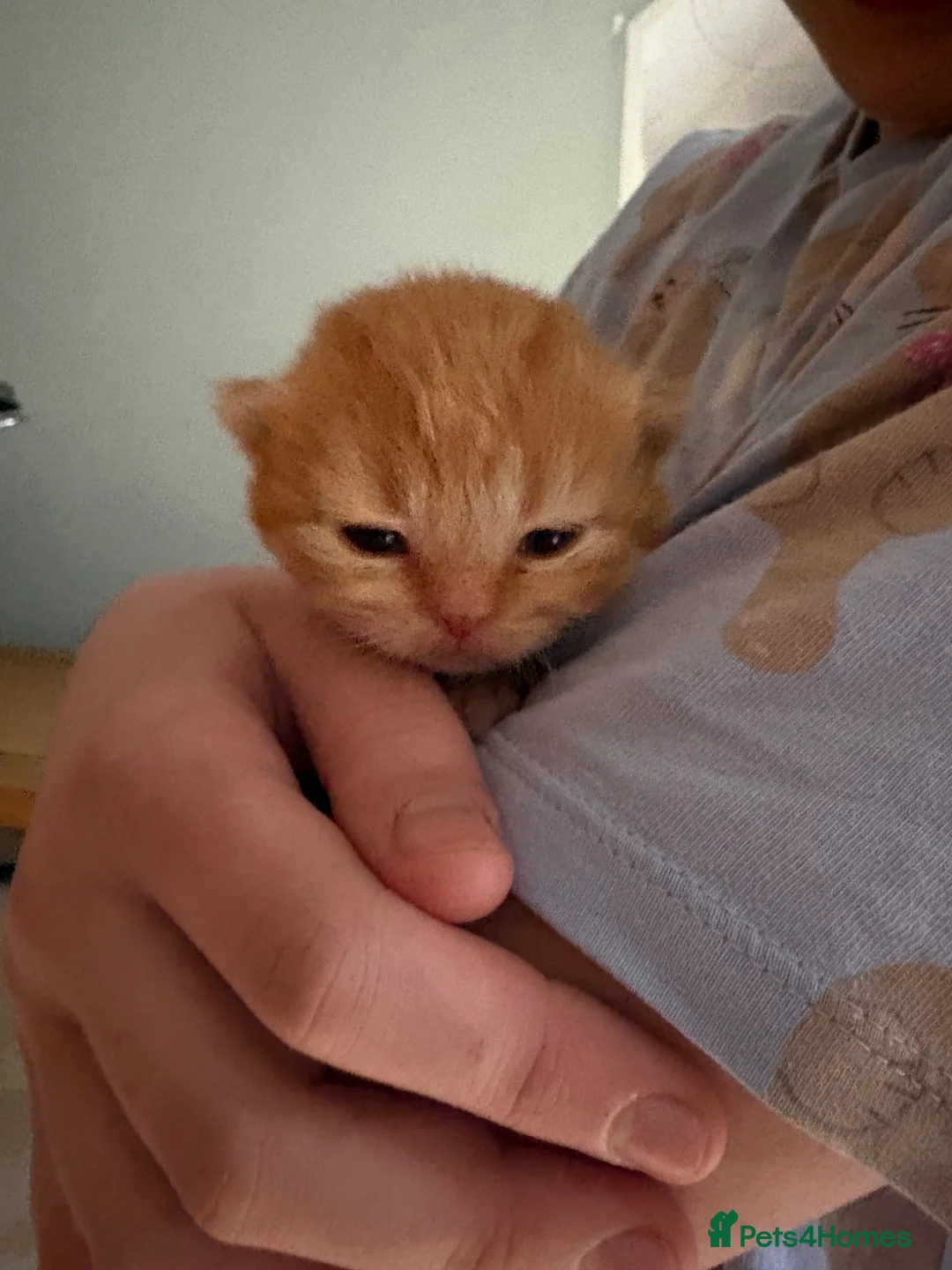 British Longhair cats for sale: 2 Beautiful British Longhair boys  - Advert 2