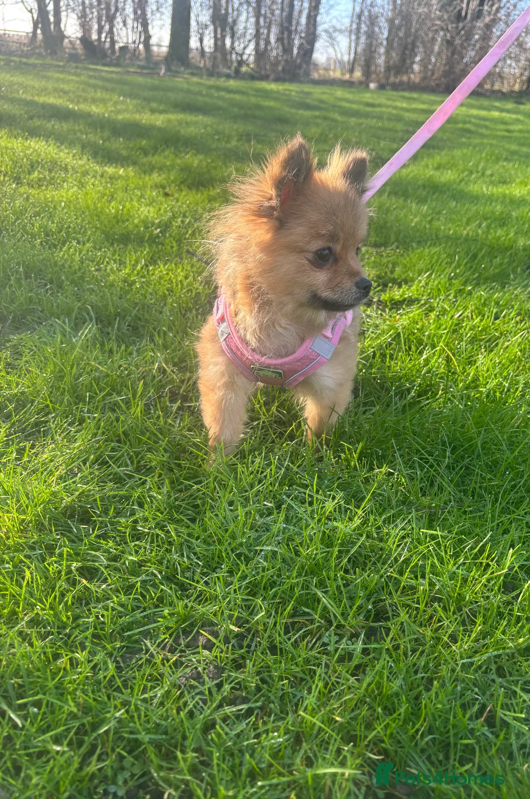 Pomeranian dogs for sale: Beautiful Adult Pomeranian Girl - Advert 6