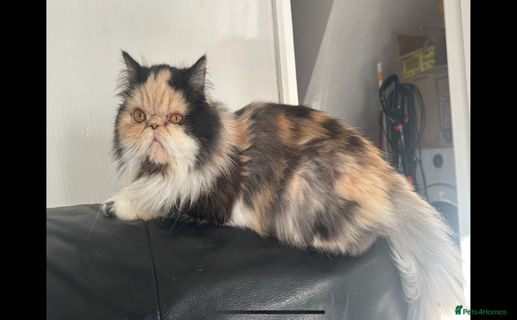 Persian cats - Advert 3