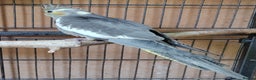 Cockatiels birds for sale: Beautiful Aviary bred baby Cockatiels  - Advert 12