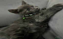 Mixed Breed cats for sale: Grey male kitten for sale 8 weeks  - Image 4
