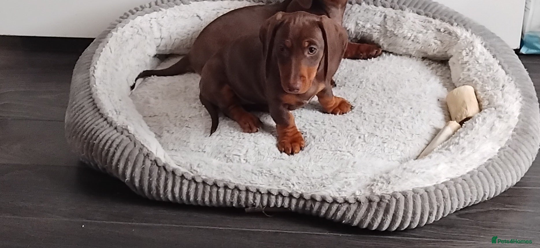 Dachshund dogs Puppies  - Advert 10