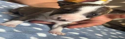 Miniature Bull terrier dogs for sale: Miniature bull terrier puppies  - Advert 21