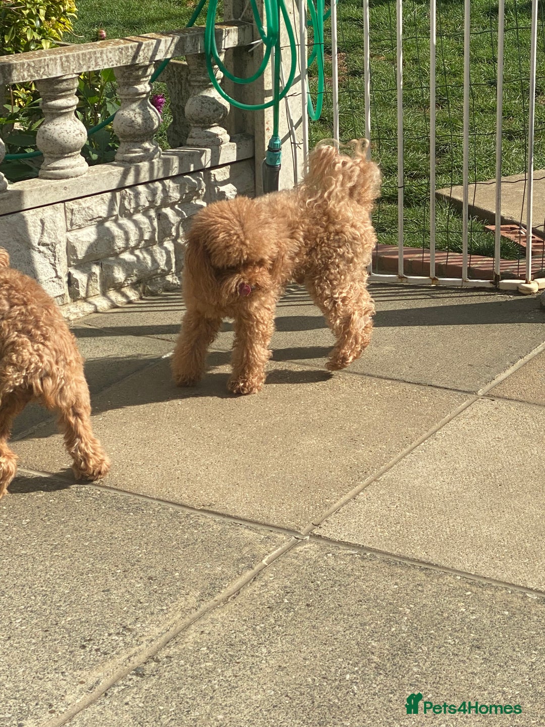 Cavapoo dogs for sale: F1B Toy Red Cavapoos for Sale - Advert 12