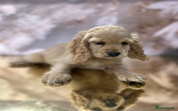 Cockapoo dogs for sale: YANKYDOODLES(COCKERPOOS) - Image 7