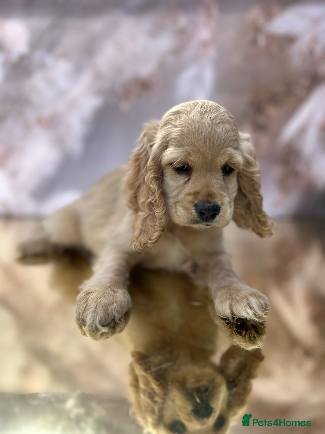 Cockapoo dogs for sale: YANKYDOODLES(COCKERPOOS) - Image 7