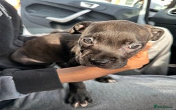 Mixed Breed dogs for sale: Staff x cane corso puppies - Image 5