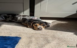 Mixed Breed dogs for sale: Beautifull Dachshund cross English bull dog  - Image 4