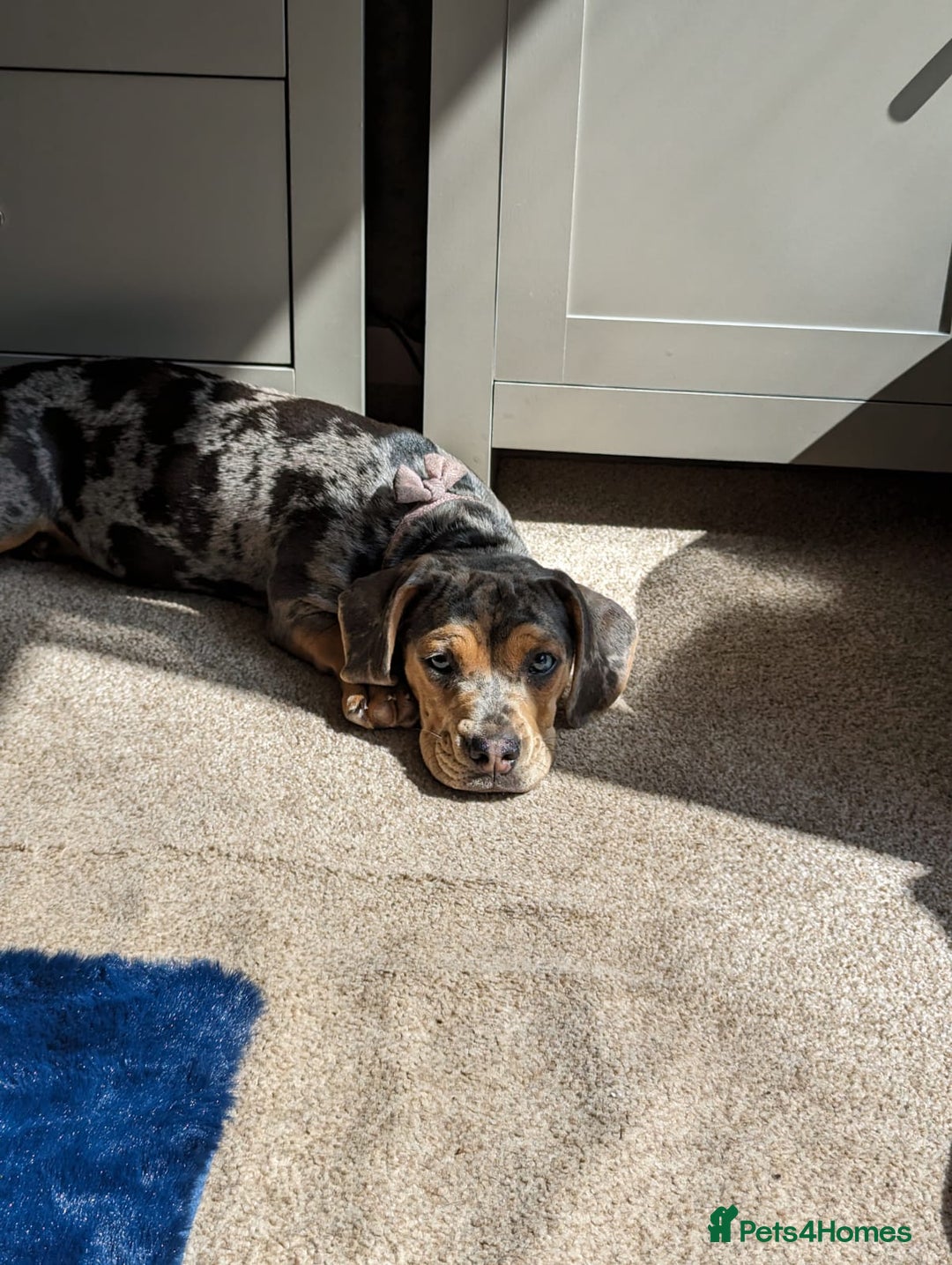 Mixed Breed dogs for sale: Beautifull Dachshund cross English bull dog  - Image 4