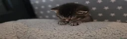 Mixed Breed cats for sale: Mixed breed tabby kitten - Advert 4
