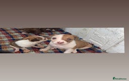 Mixed Breed dogs for sale: Beautiful Border collie/kelpie X staff cross pups - Image 25