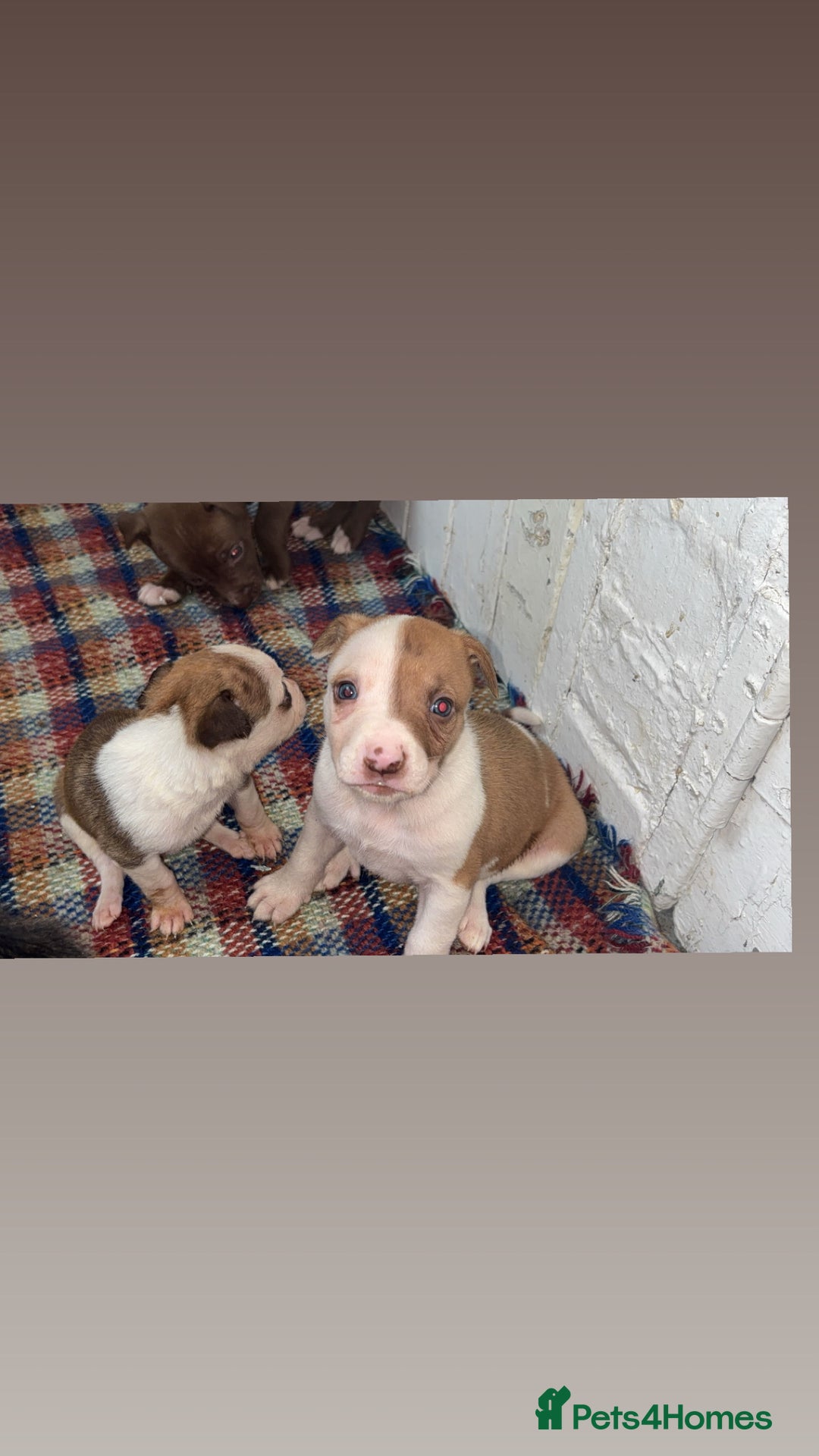 Mixed Breed dogs for sale: Beautiful Border collie/kelpie X staff cross pups - Image 25