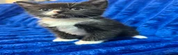 Mixed Breed cats for sale: The cat kitten black light and white boy  in Oldham - Advert 2
