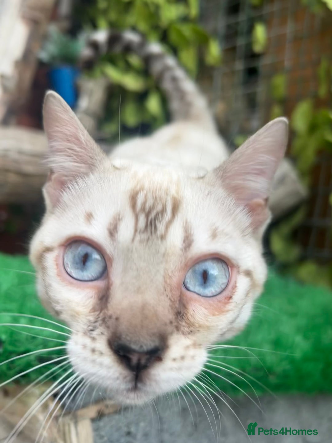 Bengal cats for sale: Unbelievably friendly TICA reg kittens  - Image 22