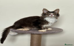Maine Coon cats for sale: Large Male Quad Polydactyl Maine Coon - Image 3