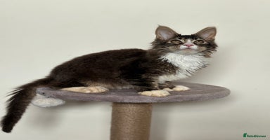 Maine Coon cats - Advert 3