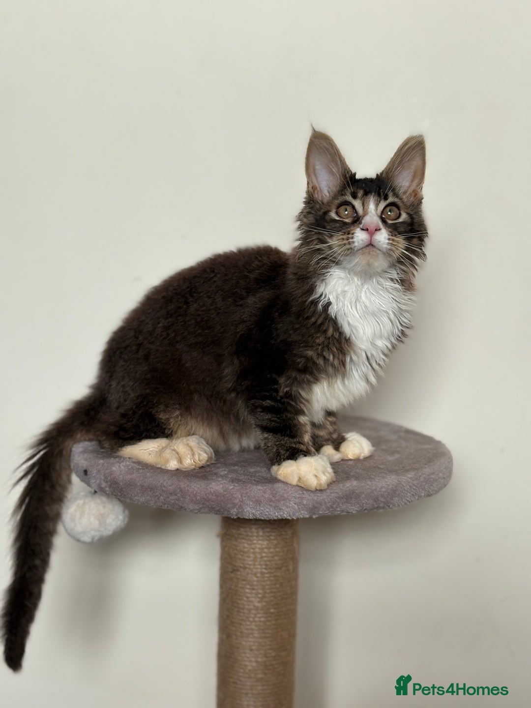 Maine Coon cats for sale: Large Male Quad Polydactyl Maine Coon - Image 3