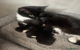 Domestic Shorthair cats for sale: Beautiful little kitten  - Image 2