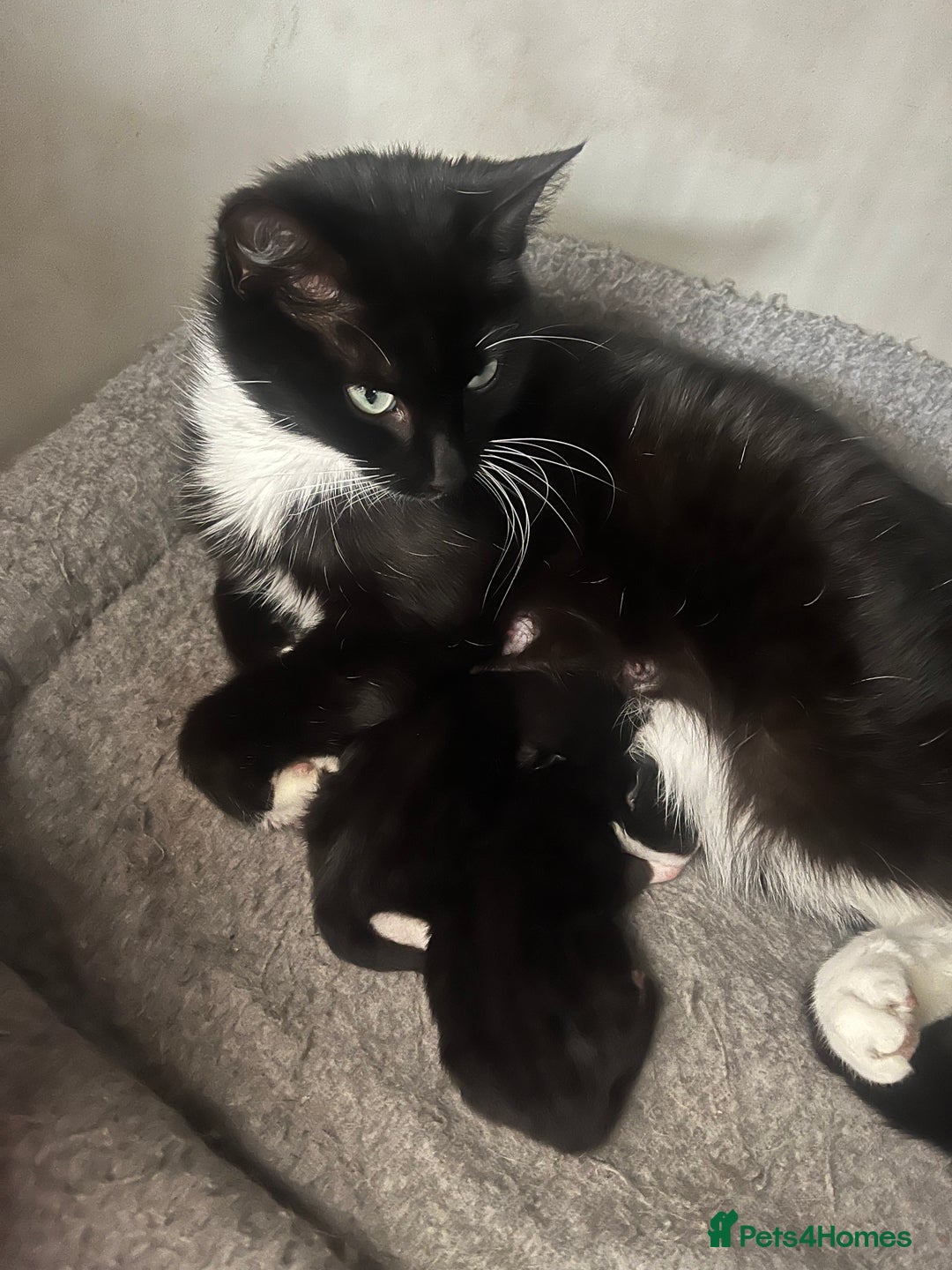 Domestic Shorthair cats for sale: Beautiful little kitten  - Image 2