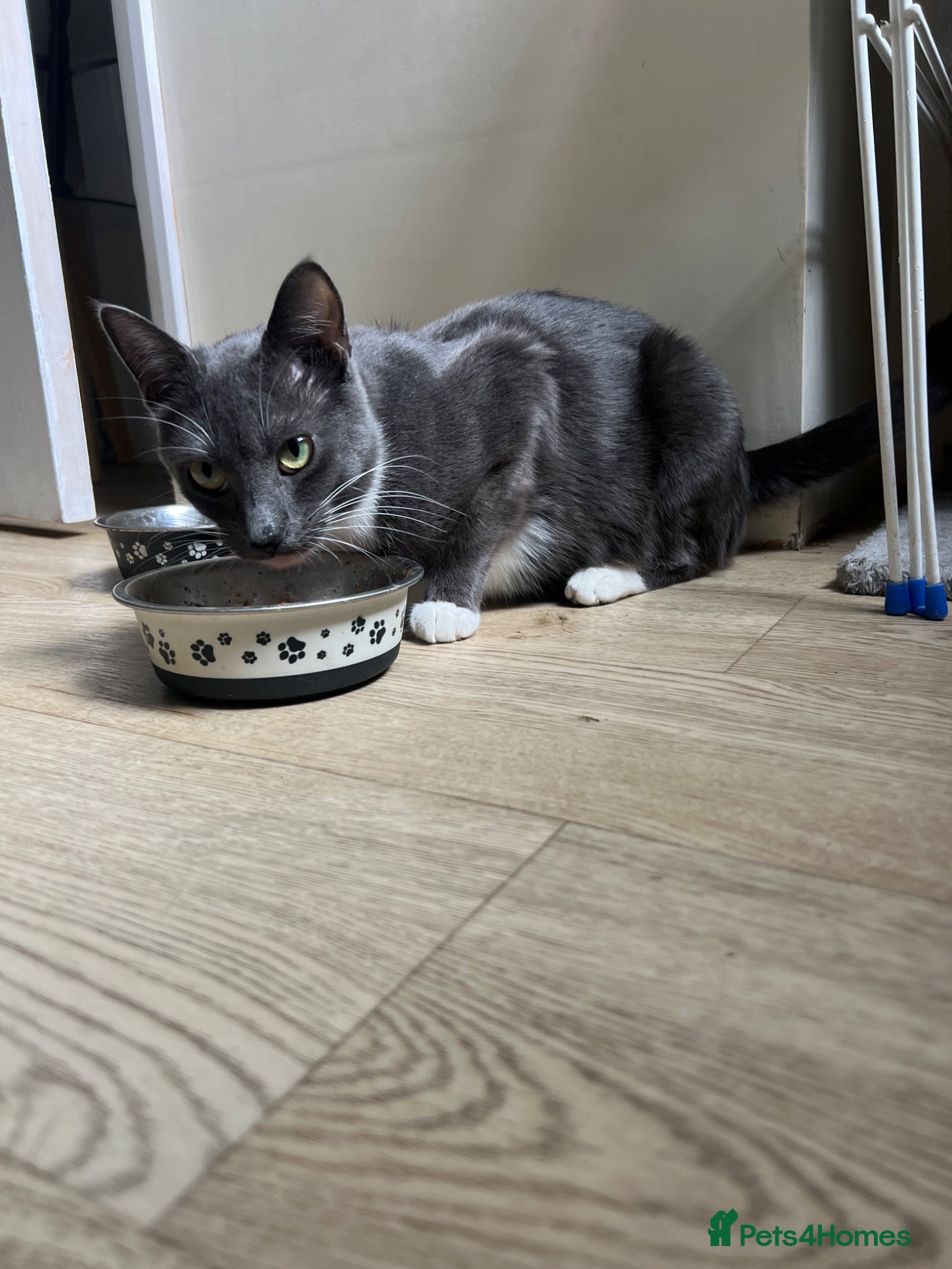 Mixed Breed cats 4 kittens for sale  - Advert 1