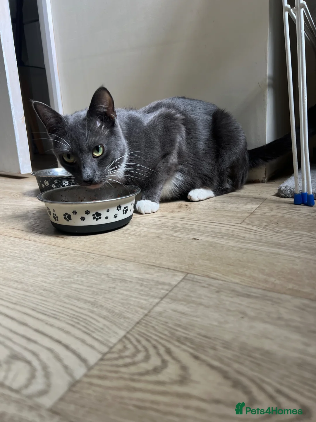 Mixed Breed cats for sale: 4 kittens for sale  - Advert 1