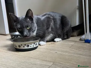 Mixed Breed cats 4 kittens for sale - Advert 2